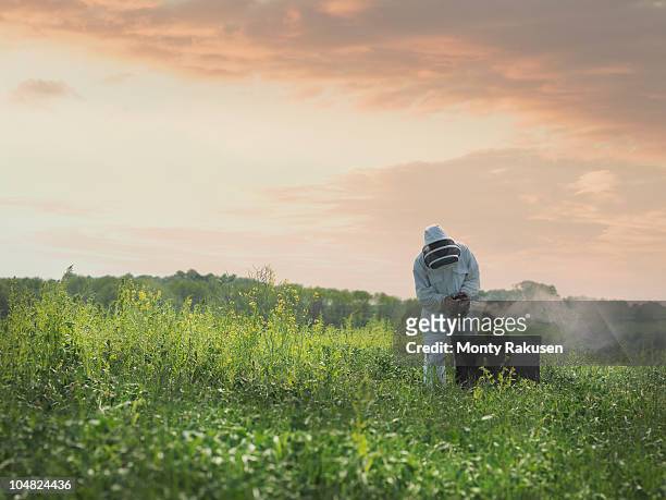 beekeeper inspects bee hive in field - beekeeper tending hives stock pictures, royalty-free photos & images