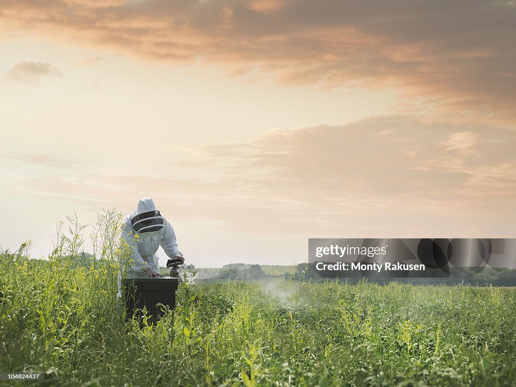 Beekeeper inspects bee hive in field