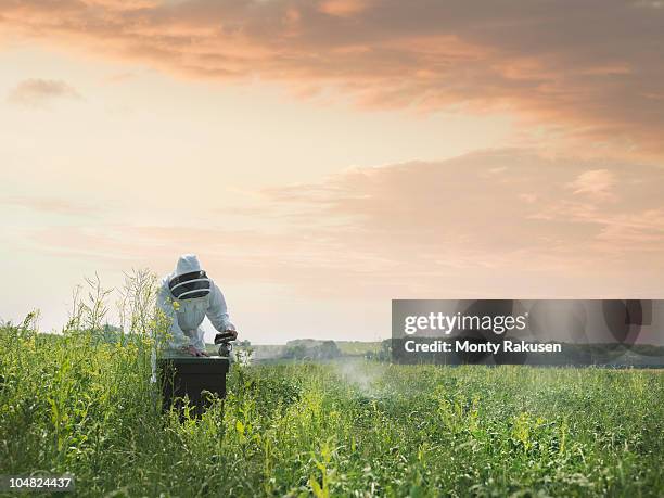 beekeeper inspects bee hive in field - beekeeper tending hives stock pictures, royalty-free photos & images