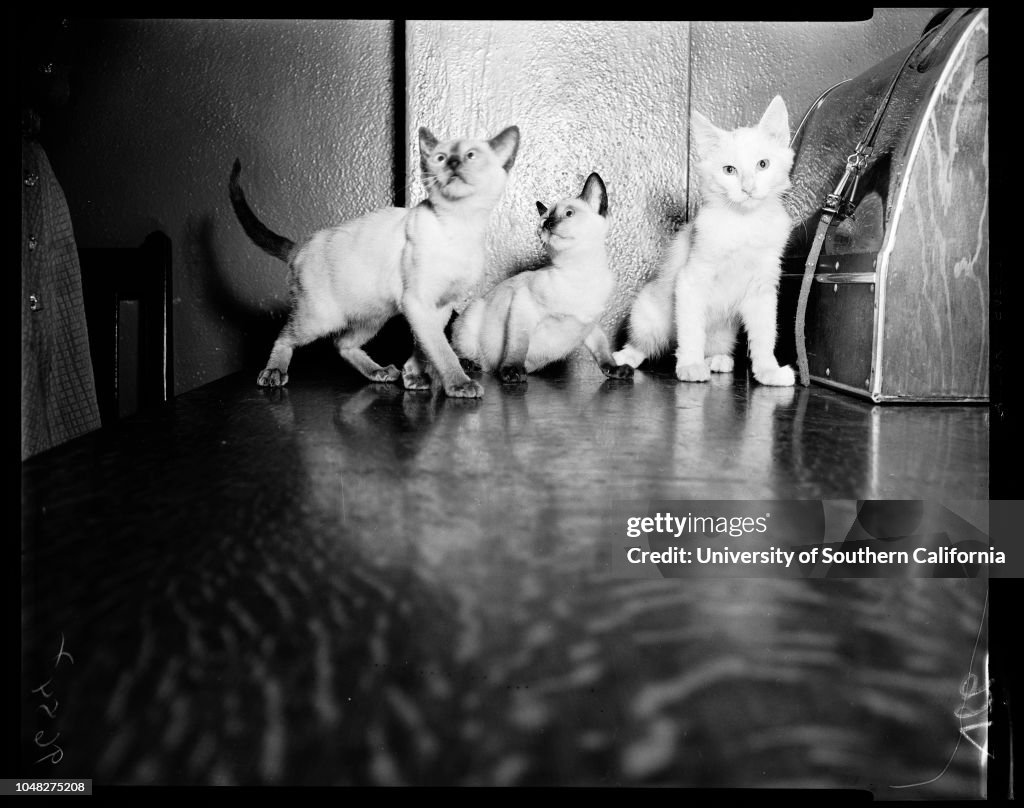 Prize cat show (Long Beach), 1952