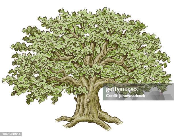 454点のbig Treeイラスト素材 Getty Images 454点のbig Treeイラスト素材 Getty Images
