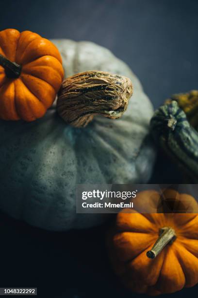 variety of gourd, squash and pumpkin - pumpkins stock pictures, royalty-free photos & images