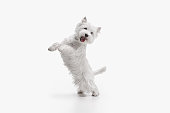 west highland terrier in front of white background