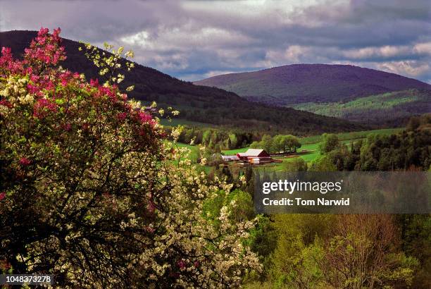 west barnet, vt-10 - flower stall stock-fotos und bilder