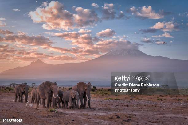 elephants in a line at sunrise in front of mt. kilimanjaro, amboseli national park, kenya, east africa - kenia fotografías e imágenes de stock