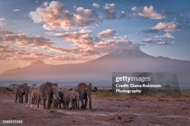 elephants in a line at sunrise in front of mt. kilimanjaro, amboseli national park, kenya, east africa - elephant photos et images de collection