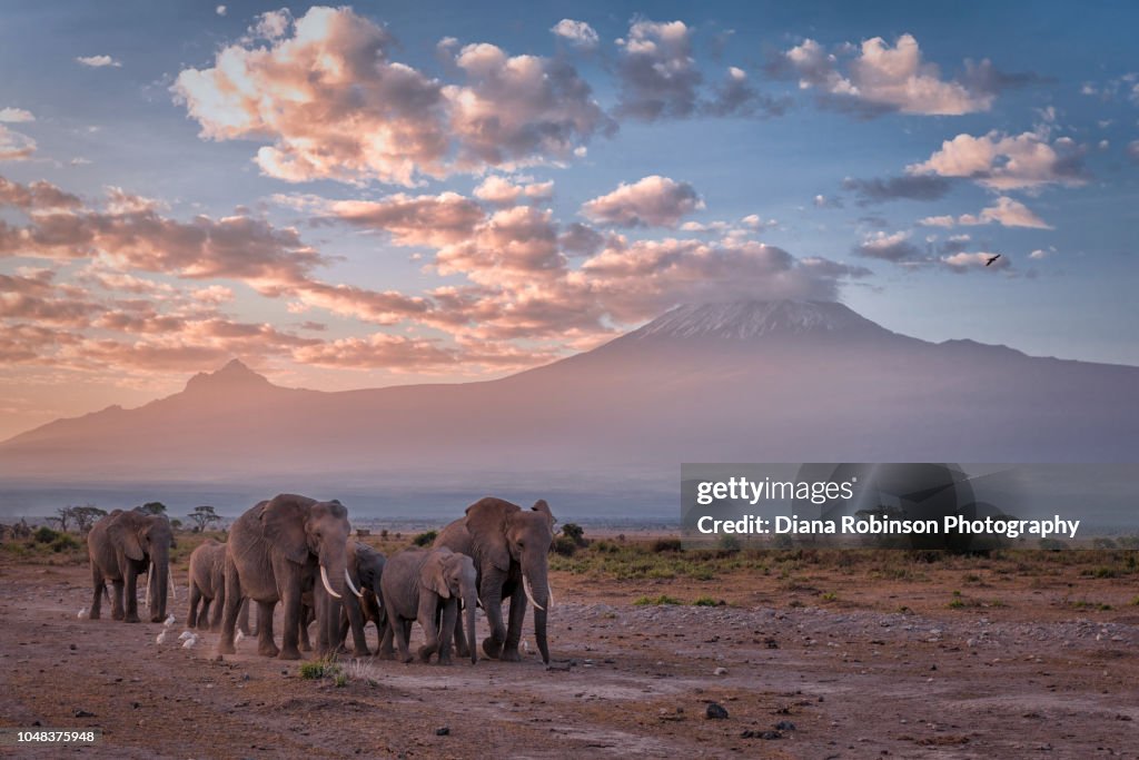 Elephants in a line at sunrise in front of Mt. Kilimanjaro, Amboseli National Park, Kenya, East Africa