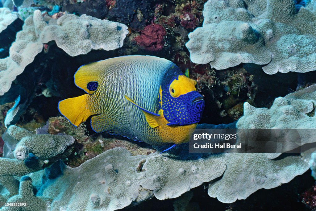 Yellow-Mask Angelfish