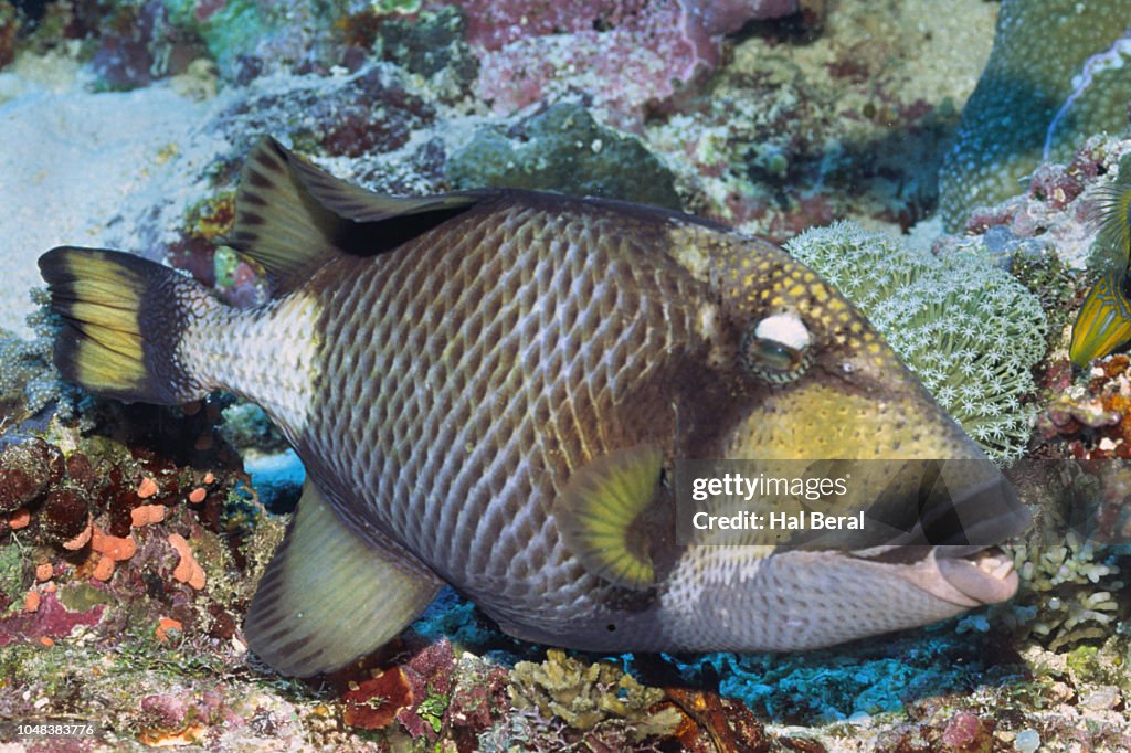 Titan Triggerfish