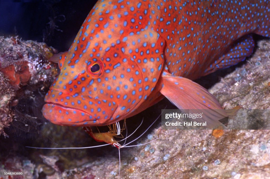 Coral Cod Being Cleaned By Whitebanded Cleaner Shrimp High-Res Stock ...
