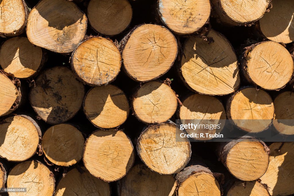 Check Log Tree Wood Logs Timber Logging In Forest Freshly Cut Tree Logs Piled Up As ...