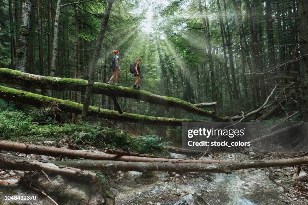 hikers in the forest - two people hiking stock pictures, royalty-free photos & images