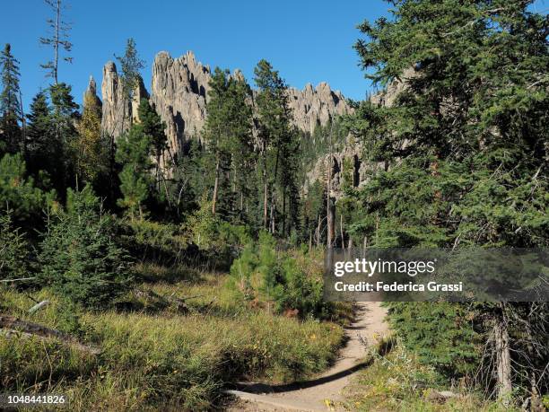 rock formations at cathedral spires, south dakota - black hills national forest bildbanksfoton och bilder