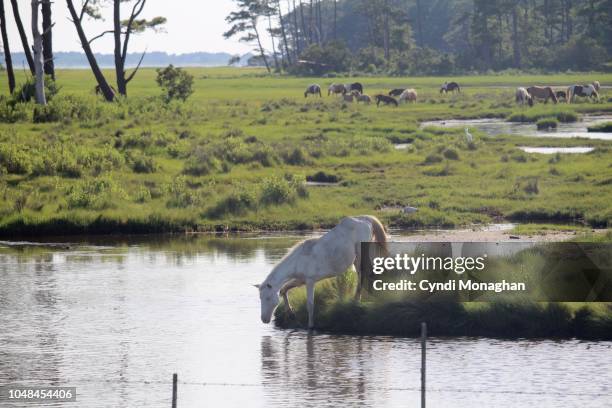 white chincoteague pony climbing into the water - chincoteague island stock pictures, royalty-free photos & images