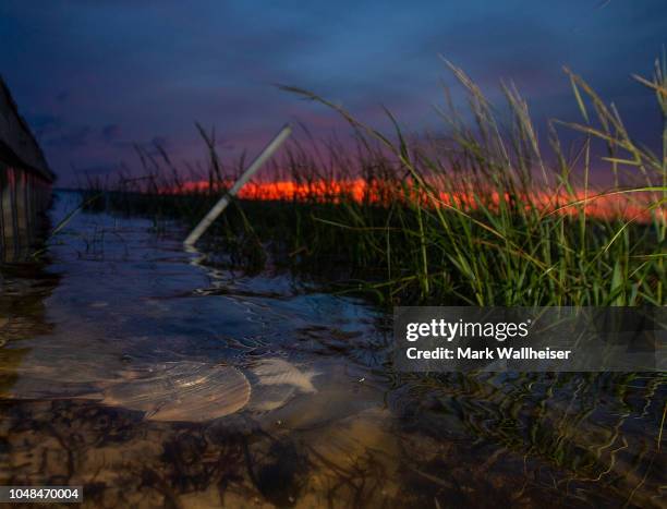 Two horseshoe crabs mate in the shallow waters of Apalachee Bay at Shell Point Beach on October 9, 2018 in Crawfordville, Florida. Shell Point Beach...