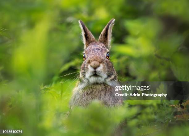 portrait of a rabbit - rabbit animal stock pictures, royalty-free photos & images