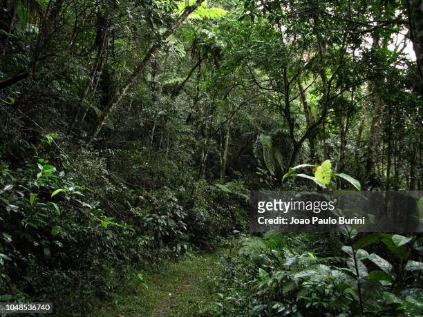 atlantic forest (mata atlantica), a southeastern rainforest in brazil - mata atlantica photos et images de collection
