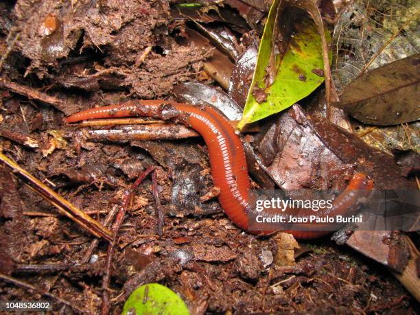 red worm predatory leech - leech stock pictures, royalty-free photos & images