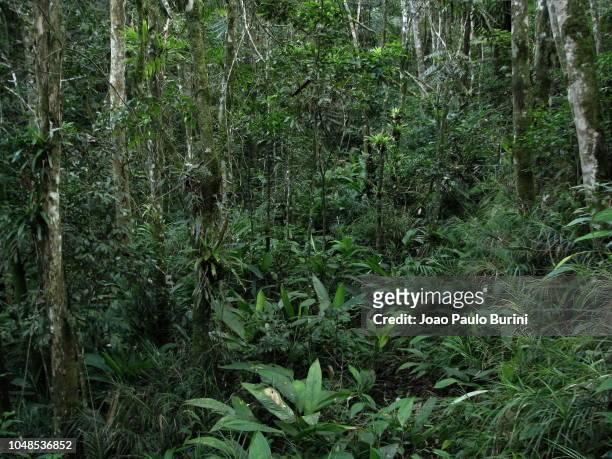 atlantic forest (mata atlantica), a southeastern rainforest in brazil - mata atlantica 個照片及圖片檔
