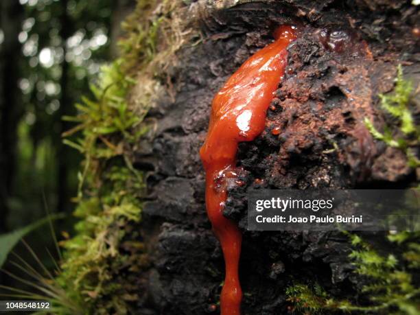 red sap dripping from a tree - sap stock pictures, royalty-free photos & images