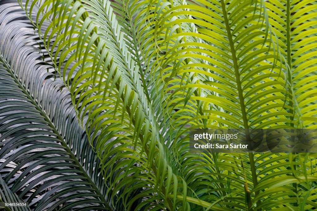 Sword Fern Detail - Abstract Background