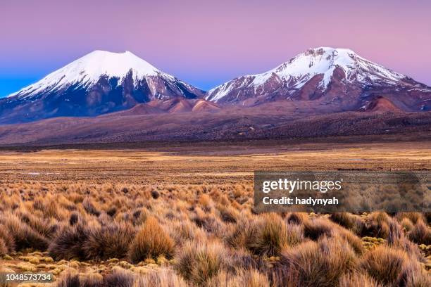 soluppgång över parinacota vulkan i sajama nationalpark, bolivia - altiplano bildbanksfoton och bilder