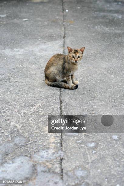 a stray cat sitting on a line - camouflaged cat ストックフォトと画像