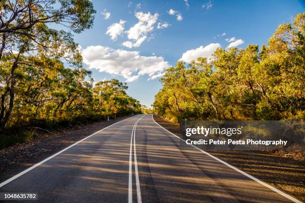 ku-ring-gai chase national park - peter parks imagens e fotografias de stock