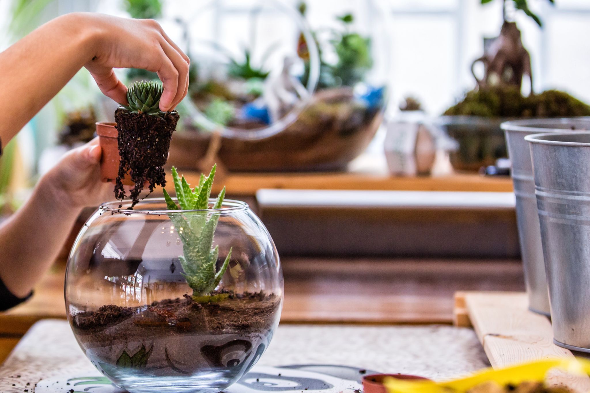 terrarium design