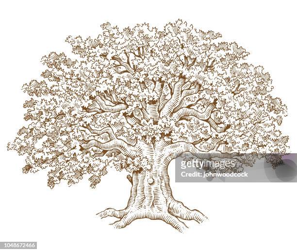 pen and ink tree illustration - oak tree stock illustrations