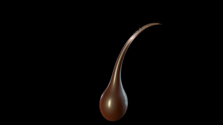 110 Hair Follicle Videos and HD Footage - Getty Images 110 Hair Follicle Videos and HD Footage - Getty Images