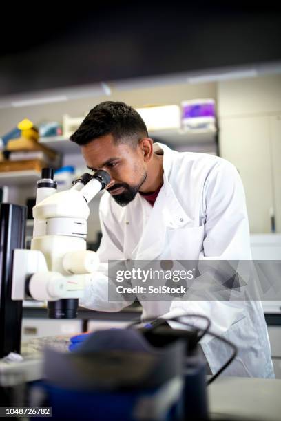 confident male bio-chemist working in the lab - indian college stock pictures, royalty-free photos & images