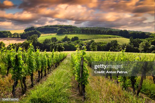 beautiful view with vineyards at sunset in bordeaux, france - vignes bourgogne photos et images de collection