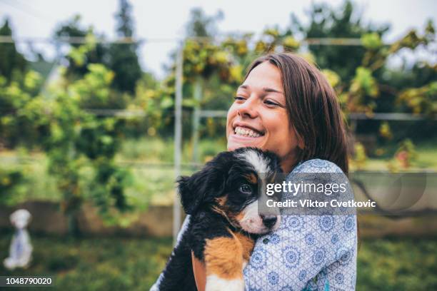 woman with puppies - bernese mountain dog stock pictures, royalty-free photos & images