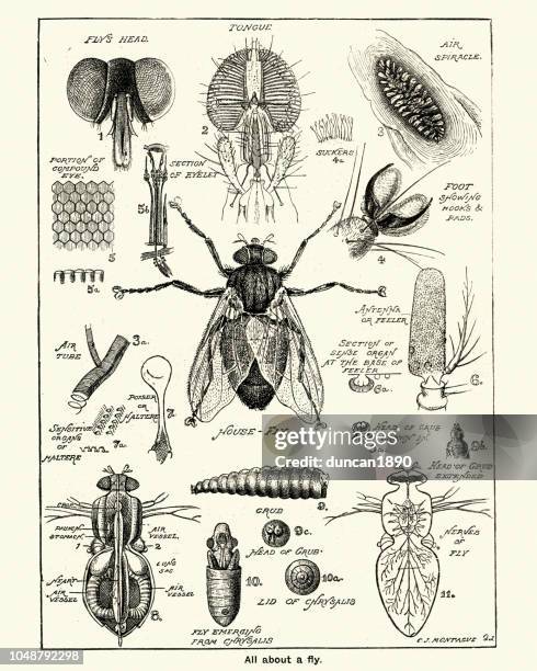 ilustraciones, imágenes clip art, dibujos animados e iconos de stock de anatomía de una mosca doméstica y etapas - insecto