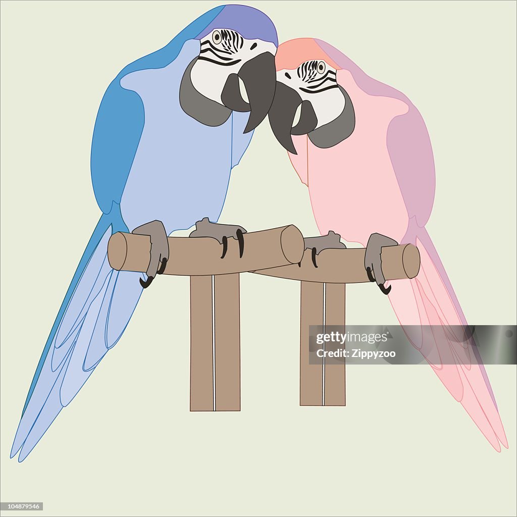 Parrot Pair (Macaws) (Vector)