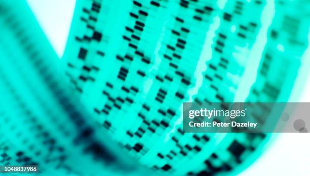 dna sequencing gel for cirme detection - beleggen stock-fotos und bilder