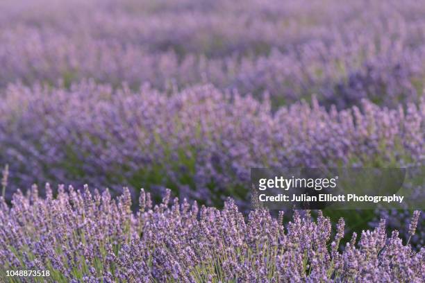 backlit lavender on the plateau de valensole, france. - french landscape stock pictures, royalty-free photos & images