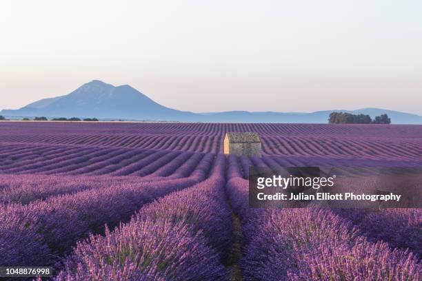 an old barn amongst the lavender fields on the plateau de valensole, provence, france. - lavender field france stock-fotos und bilder
