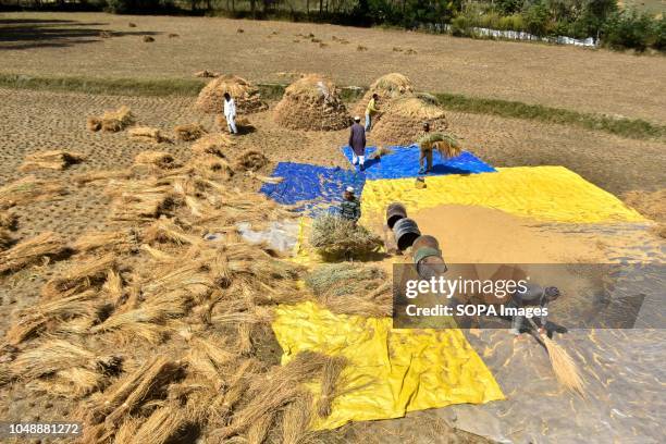 Kashmiri farmers seen working in a field during the rice harvesting season on the outskirts of Srinagar, Indian administered Kashmir. India is one of...