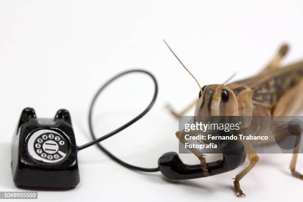 animal speaks on the phone - animal antenna stock-fotos und bilder