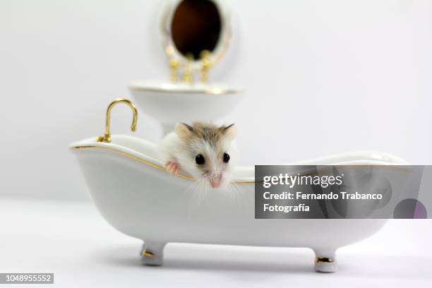 small rat taking a bath inside the white bathtub in the bathroom - balneotherapy stock pictures, royalty-free photos & images