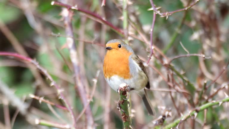 Robin Calling 1,184 Robins Birds Stock Videos, Footage, & 4K Video Clips - Getty Images