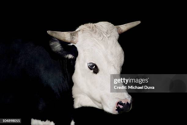 studio shot of cow on a black background - vache noire et blanche photos et images de collection