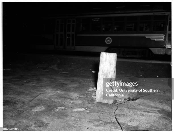 Cat waits for streetcars, 04 January 1952. Vineland Avenue and Moorpark Street, North Hollywood;Mr and Mrs Harry Chipman ;Cat waits and watches...