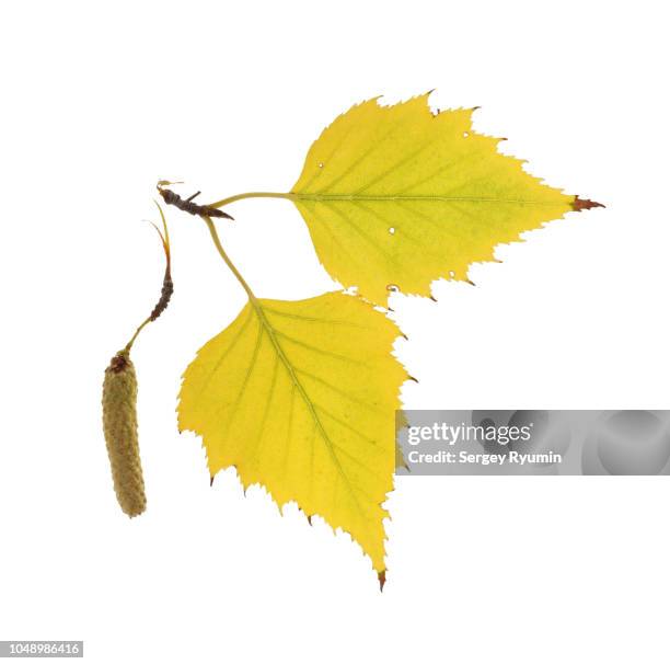 yellow autumn leaves on a white background - berk stockfoto's en -beelden