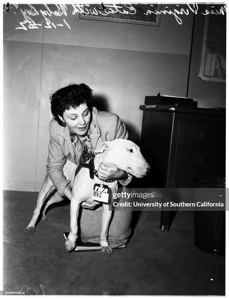Lost dog returned from England, 1952