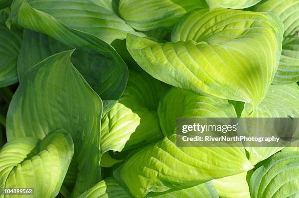 hostas - hosta stock pictures, royalty-free photos & images