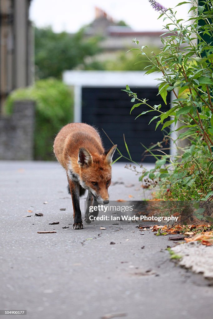 Urban fox scavenging the streets of Bristol