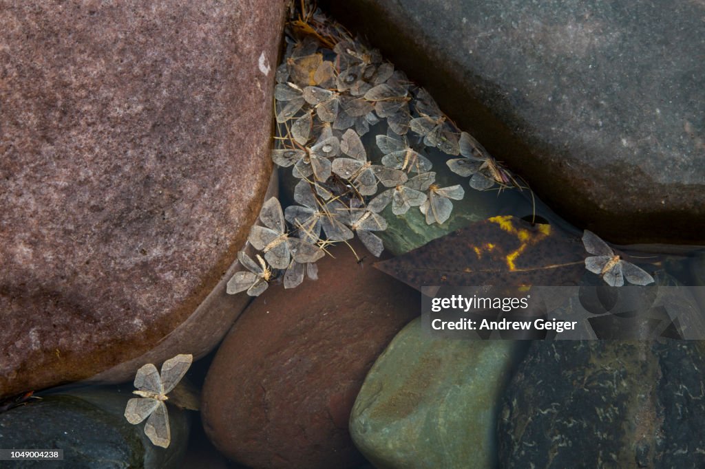 Tight abstract shot of moths floating on water with colorful rocks along riverbed.